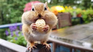 비 오는 날 배가 많이 고팠던 다람쥐 On A Rainy Day I Met A Hungry Chipmunk