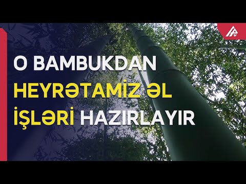 Video: Bambuk Nəzarəti: Bambukdan Necə Qurtulmaq olar