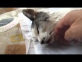 スズちゃん逝く 2012.6.6