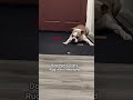 Every rug is his bed
