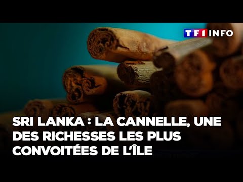 Sri Lanka : la cannelle, une des richesses les plus convoitées de l'île｜TF1 INFO