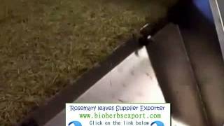 New Zealand Rosemary Exporter Importer Suppliers