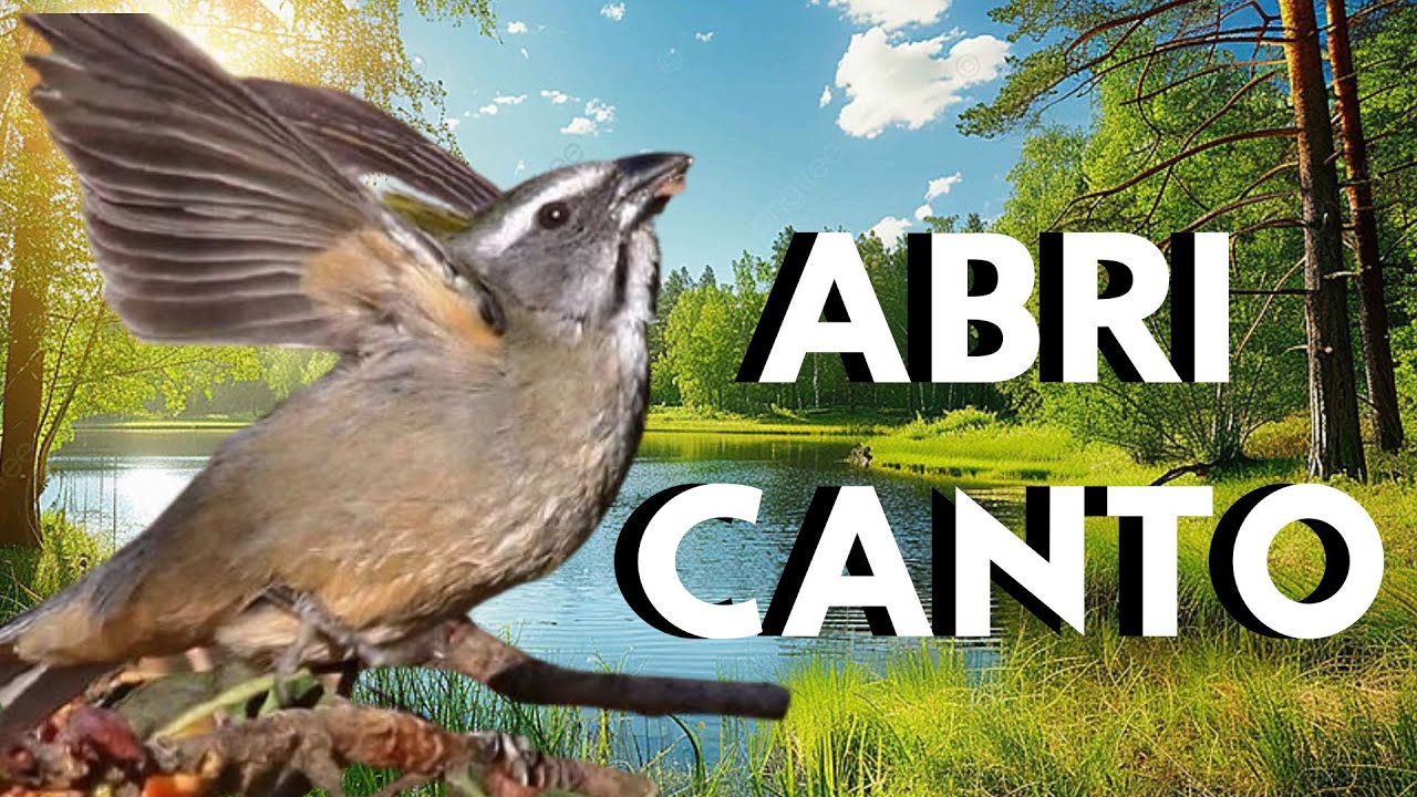 SUPER top TRINCA FERRO CANTANDO NO MATO🔥 ESQUENTAR TRINCA FERRO FRIO🔥 CANTO DE TRINCA FERRO