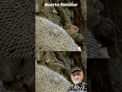 BIRDS EATING: HIPNÓTICO, ver a los PÁJAROS COMIENDO PIPAS de GIRASOL. #short