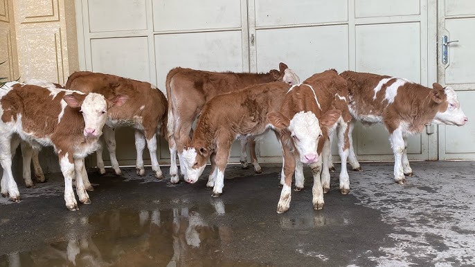 Qizlar va mashinalar bilan erotik fon rasmi