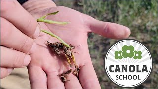 Canola School: Controlling grasshoppers, an atypical pest