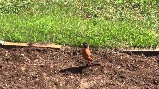 fresh birds fly