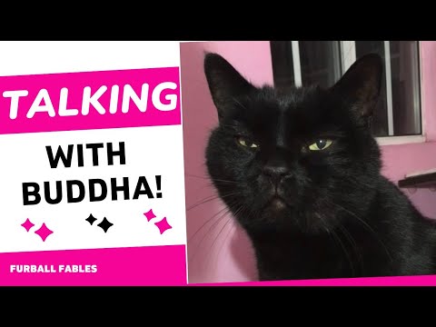 Catversation with Buddha - #talkingcat