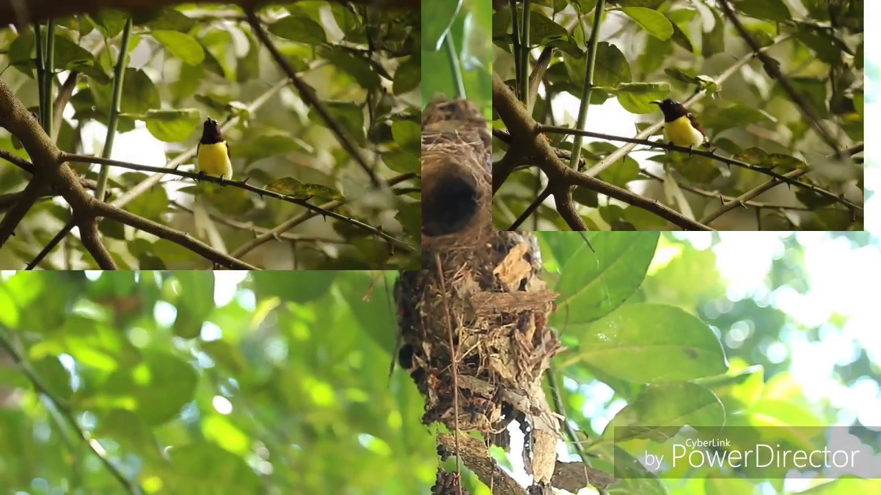 Moutusi Pakhi (Purple rumped Sunbird ) 