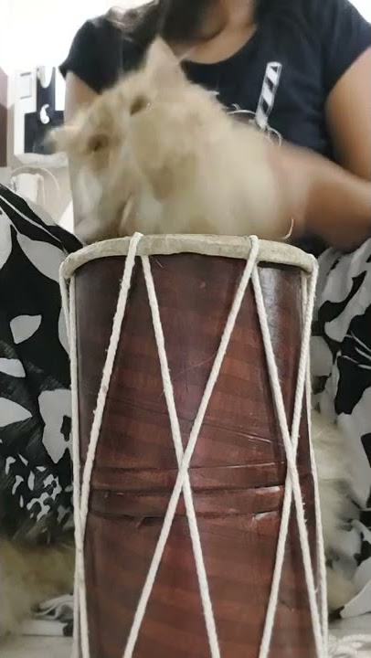 my cat is a megestion 🤭🤭