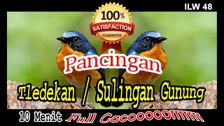 PANCINGAN Tledekan Malas Bunyi langsung Gacor - ILW 48
