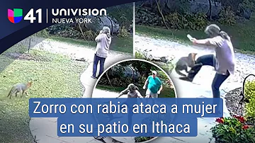 ¿Se puede contraer la rabia por tocar a un zorro?