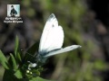 白い蝶のサンバ (Cover)