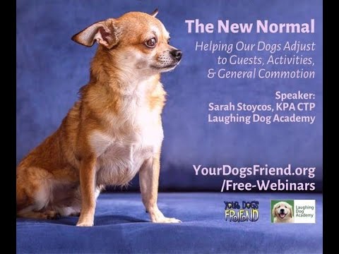 Video: O Revenire La „Nou Normal” Pentru Cuplu După Ce Câinele Primește Ajutor De La Niște Prieteni
