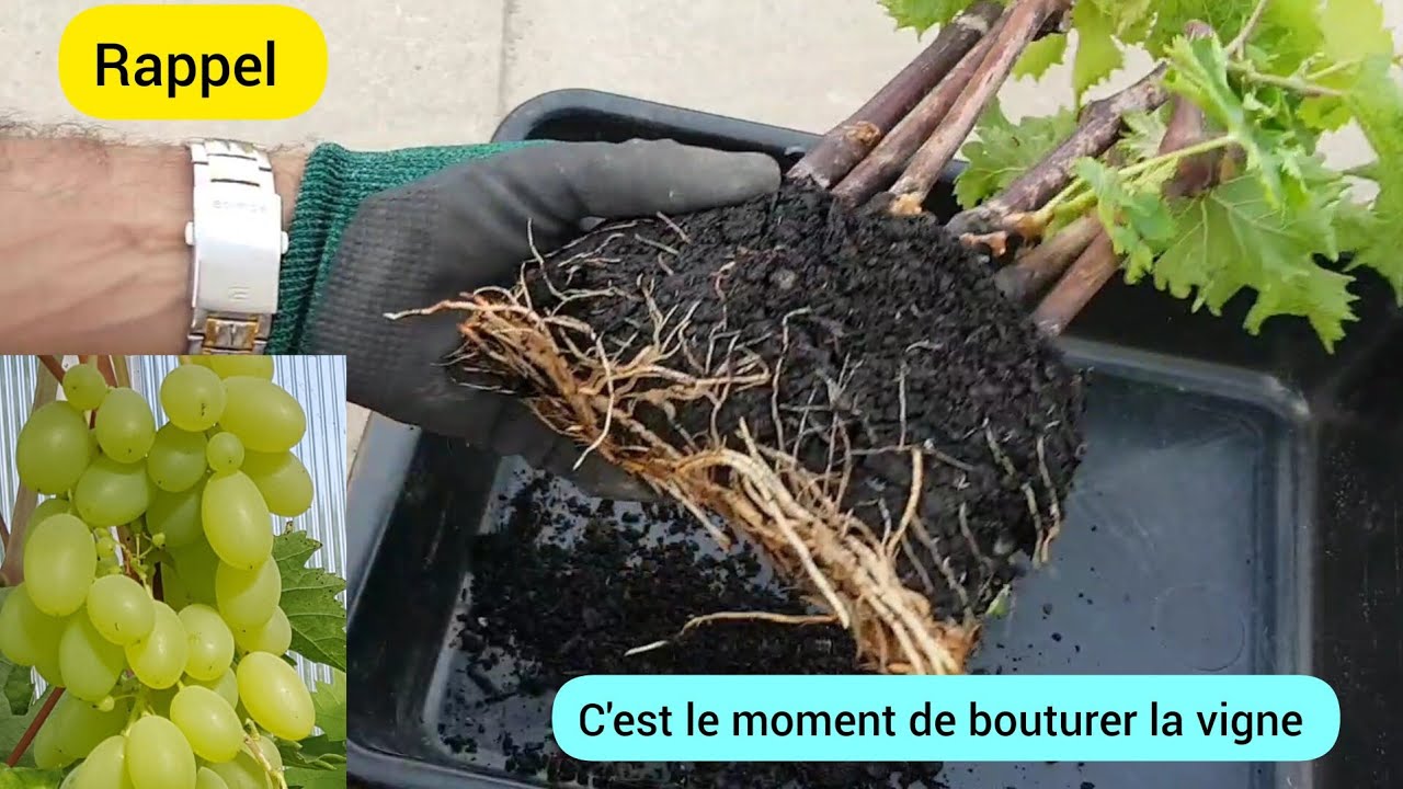 Comment je bouture la vigne en quantité ? 2024