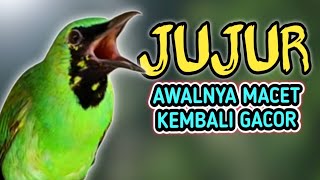 TERAPI CUCAK IJO MACET BUNYI‼️ TERBUKTI SUARA INI AMPUH TERBUKTI GACORKAN BURUNG MACET