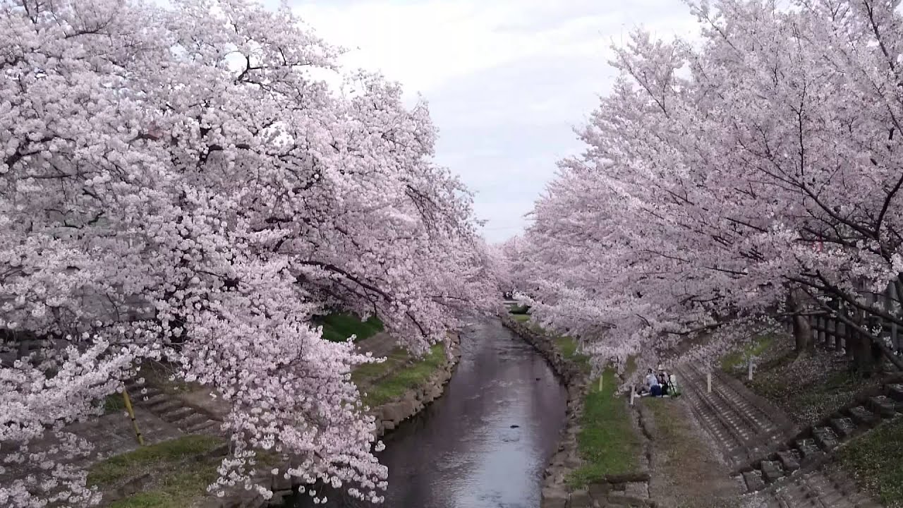 元荒川の桜並木 埼玉県鴻巣市吹上 15 4 3 Youtube