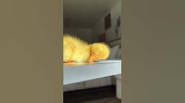 قرآن كريم - حالات واتس اب دينية - تلاوه تريح القلب 💛💫.