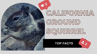California Ground Squirrel facts 🐿 Beechey Ground Squirrel 🐿