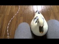 呼んだら来てくれるコールダック My pet call duck comes when calling