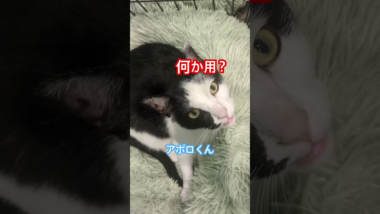 アポちゃんが喋った😳5/10(日)くくるの森open⭐️#catcafe #cat #保護