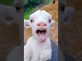 Bleating Beauty The Adorable Expression Of A Goat بکری Goat Bakari Bakra Sheep Goatvoice Baki