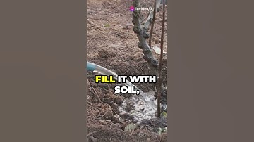 How to Grow Grapefruit Trees  Easy Tips!  #food #foodfacts #lamdep