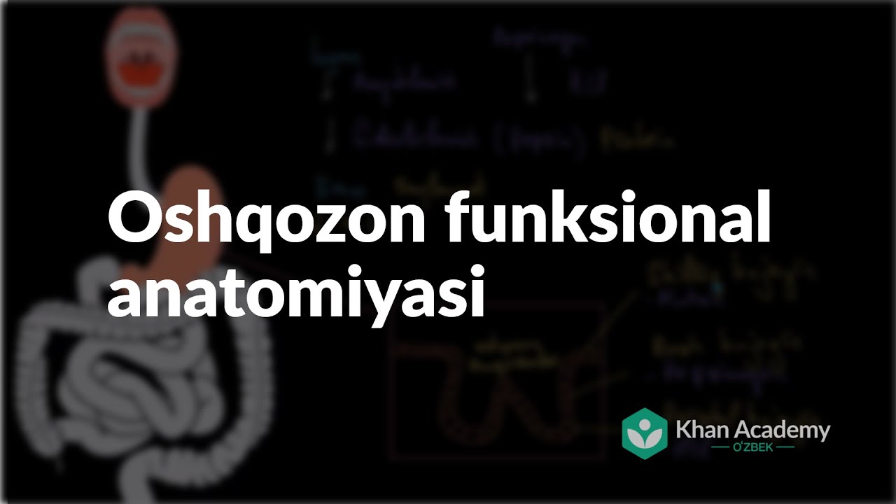 Oshqozon funksional anatomiyasi | Ovqat hazm qilish tizimi | Tibbiyot