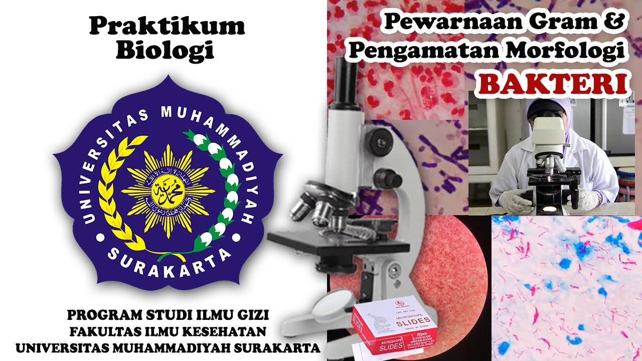 Pewarnaan Gram dan Morfologi Bakteri - Praktikum Biologi | Ilmu Gizi UMS