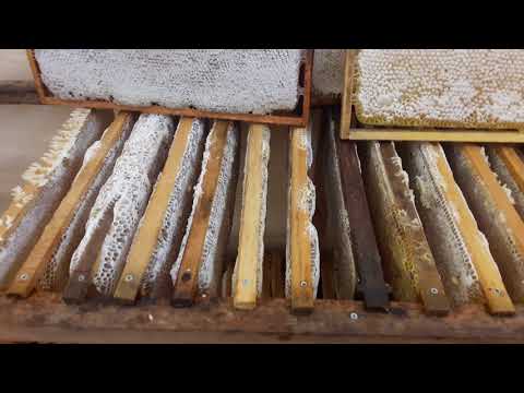 მაისის, აკაციის თაფლი ფიჭით_2018