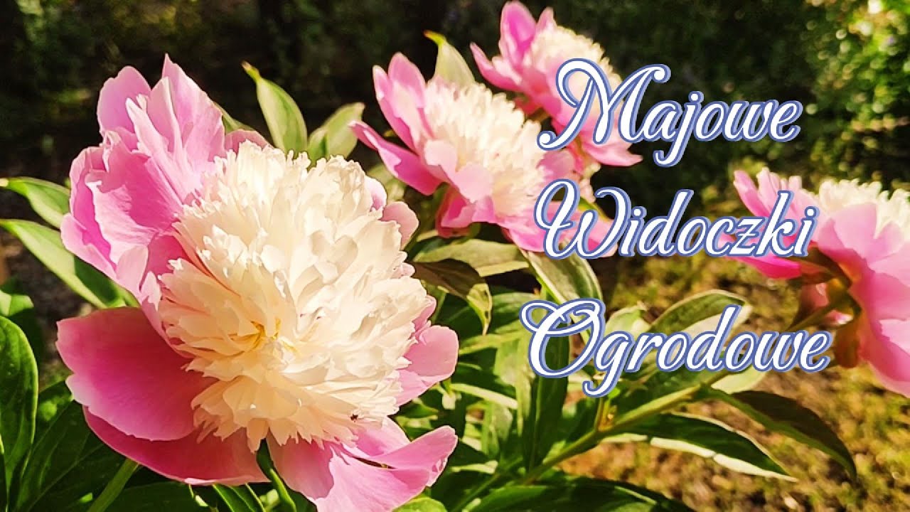 Majowy spacer w ogrodzie. Początki kwitnień piwonii, róż, ostróżek...21.05.2024