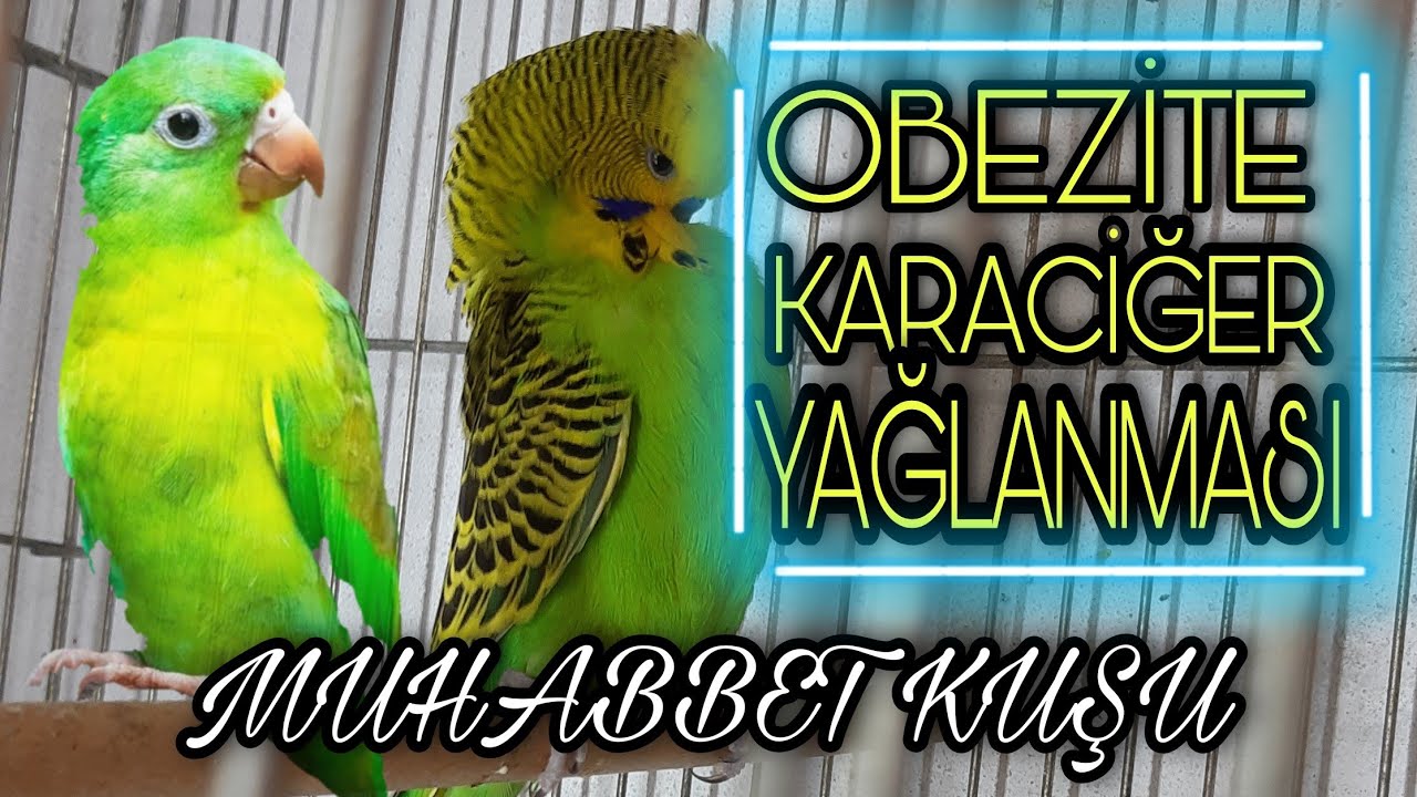 MUHABBET KUŞU OBEZİTE | YAĞLANMA | KARACİĞER YAĞLANMASI