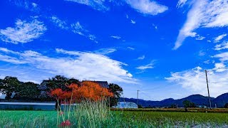 4K 京都亀岡・彼岸花の里 2018 京都ぶら歩き・散歩 散策 KYOTO WALKING
