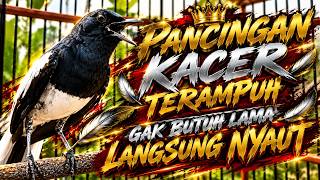 Suara TERAPI Burung Kacer Gacor Ngeplong Tarung Terampuh Buat Pancingan Kacer Agar Cepat EMOSI