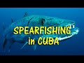 Cuba&#39;s Courageous Spearfisherman - and His Deadly Catch
