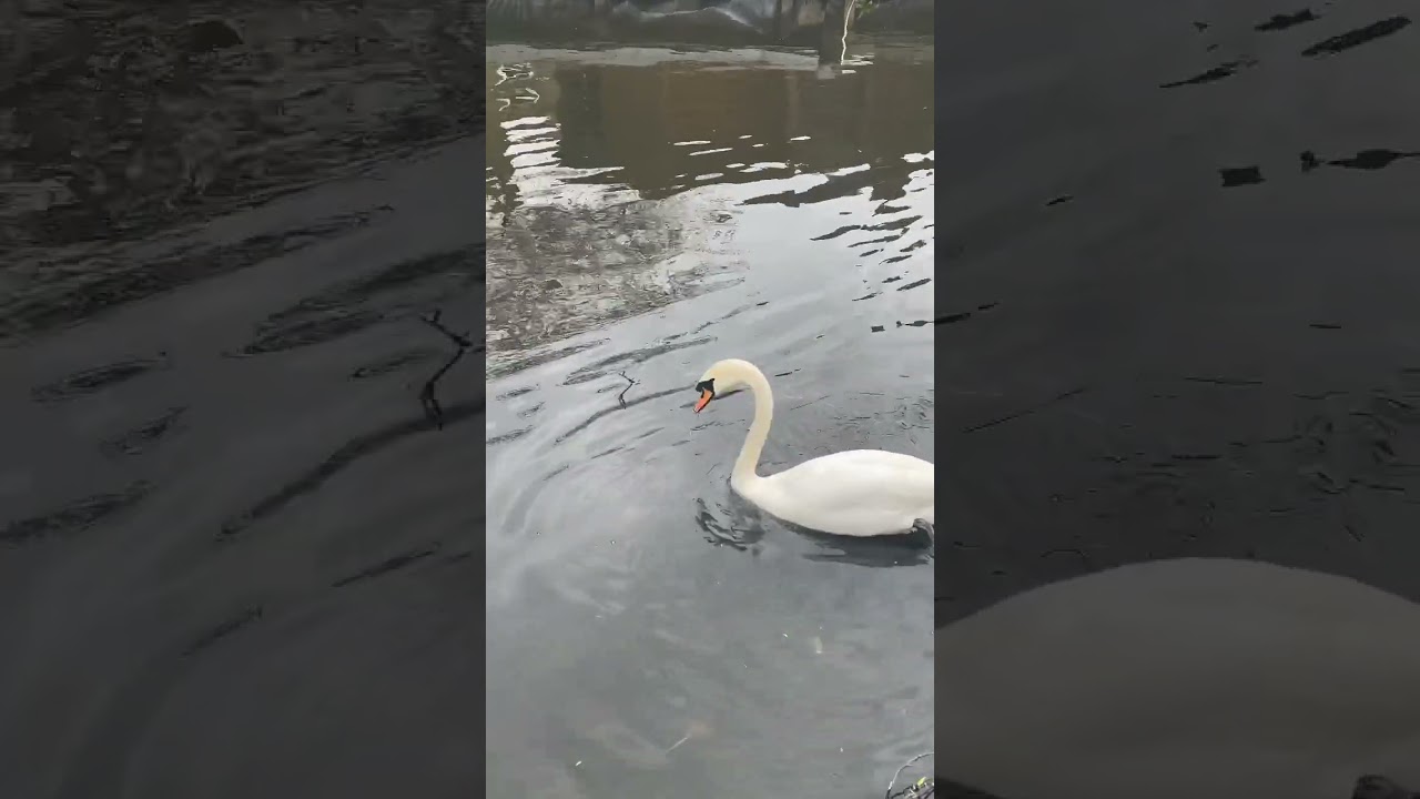 Swan Cleaning the Canal 😮 
