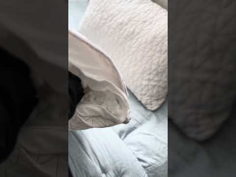    مخدة فوم تتكم بارتفاعها وبكمية الحشوة