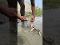 ফুলের মতো সাদা হয়ে মাছ গেথেছে কারেন্ট জালে। #shorts #fishing #viral #trending