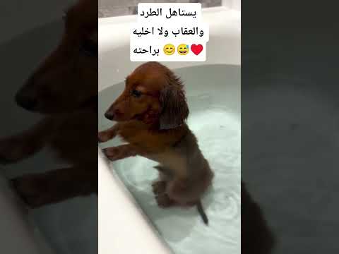 النظره الي خلتني اتركه