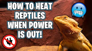 How Do You Keep Reptiles Warm Without Power!