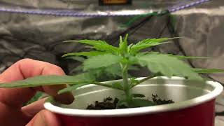 Day 25 of flower. Veg tent update. Good times have begun!  #massmedical #marshydro