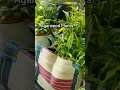 #agarwood #agarwoodtree #trendingshorts #shorts