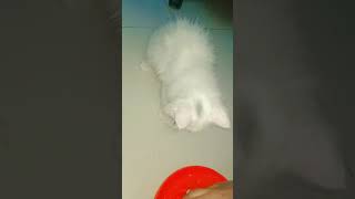 Cute Kittens Eating Together 😻🍗 | Adorable Cat Feeding Time #cat #kitten #catplay #bayzidnisavlog