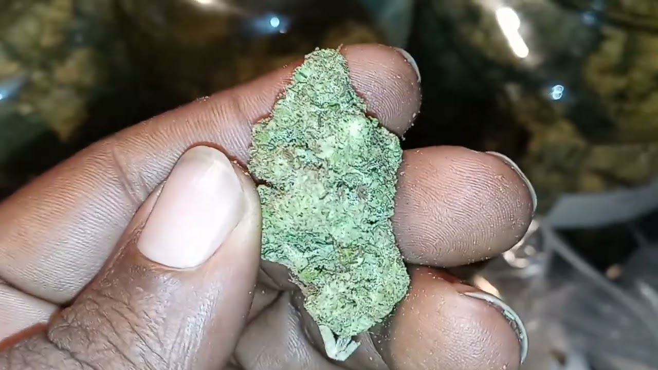 OUTDOOR GROW RESULTS FROM THE HOOP HOUSE 8.31.2022