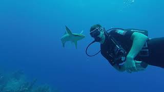 Remora kiss on Glover Atoll