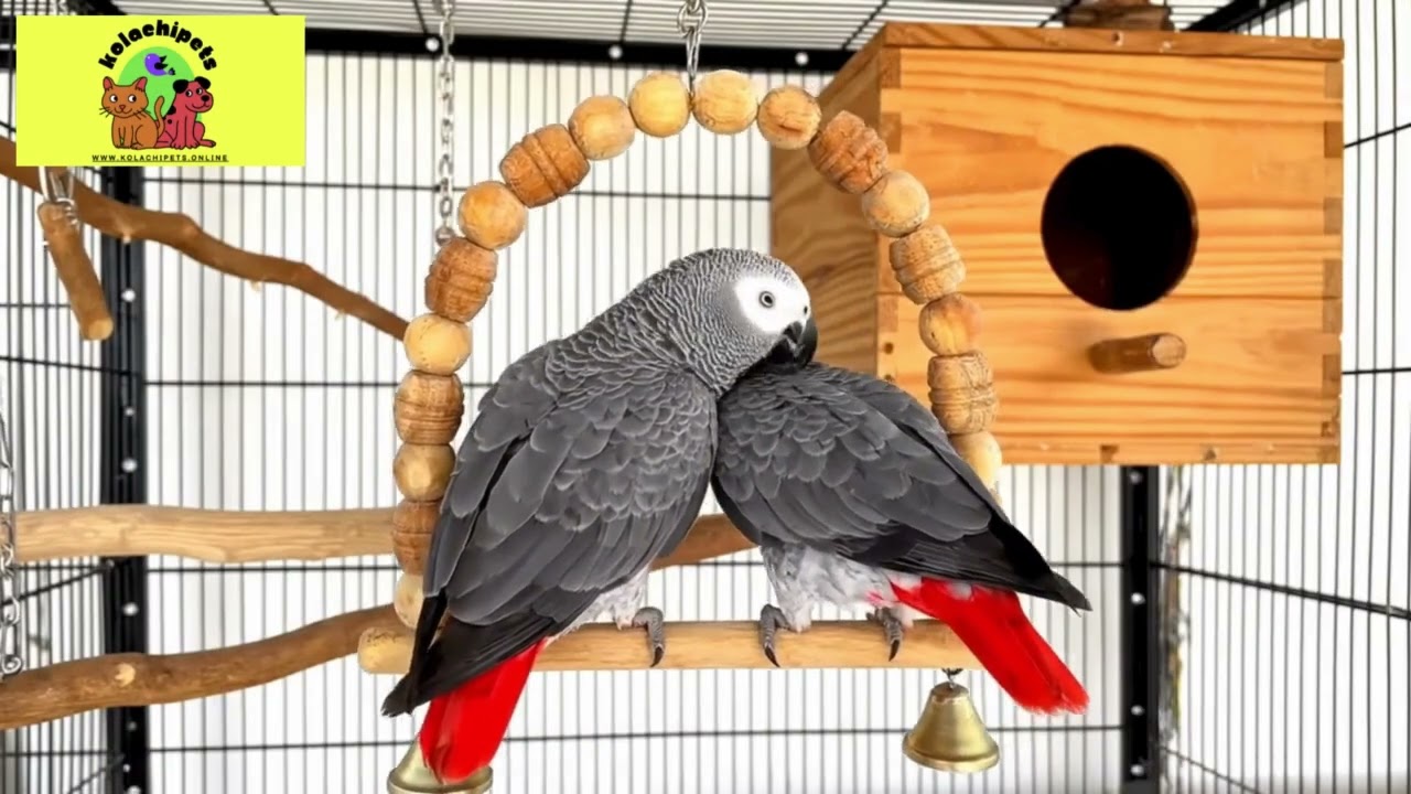 KOLACHIPETS  NATURAL WOOD BIG BIRD SWING