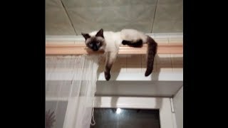 КОД ЖИЗНИ. Кошка Асура сказала мне спасибо КОД ЖИЗНИ. Кошка Асура сказала мне спасибо