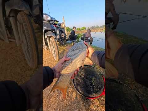 Cần camo 6m3 5h #cauca #fishing