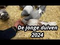 De jonge duiven 2024  postduiven 