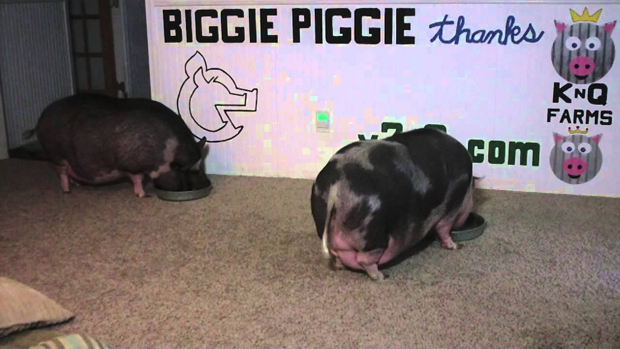 Biggie Piggie Vs Boar's Head Blackened Turkey Breast YouTube